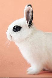 恐怖动漫风《雾雨飘零之森》将于2月8日更新中文 售价54元